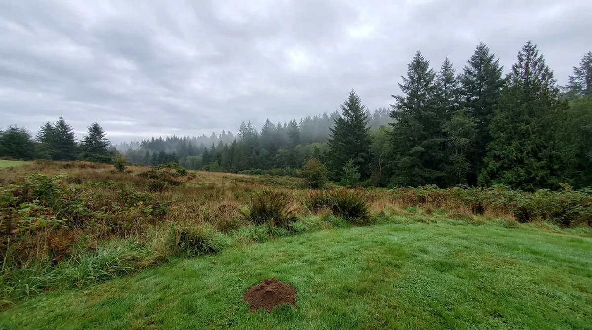 The 3 Mole Species in Washington State: A Homeowner's Identification Guide