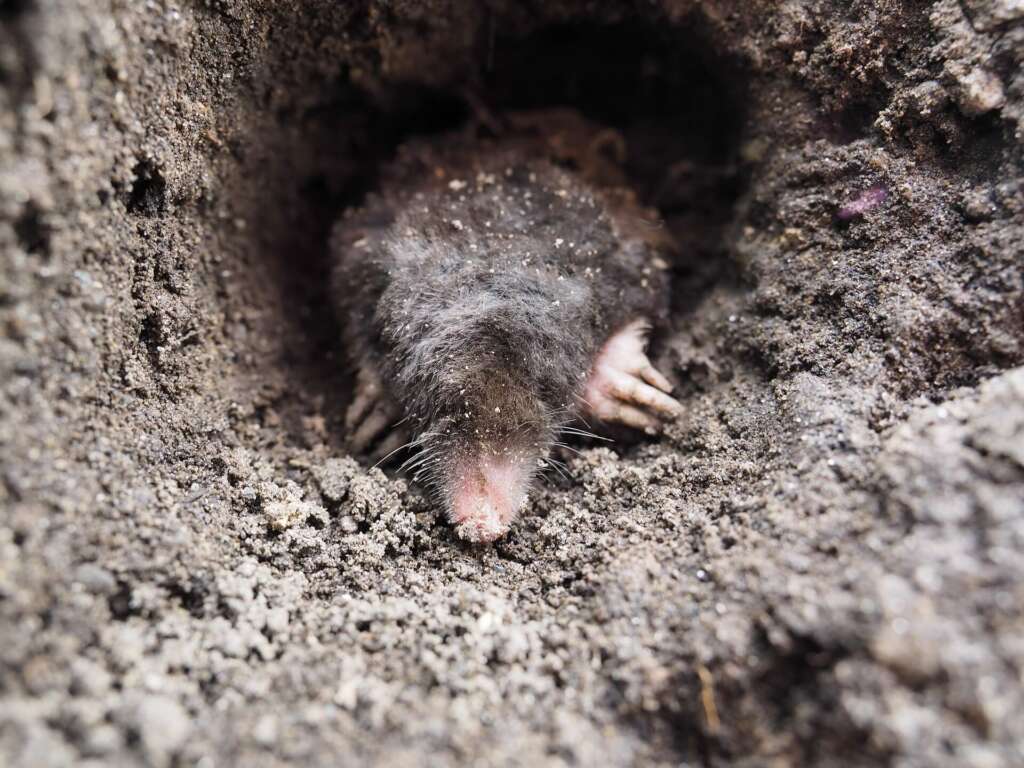 https://got-moles.com/wp-content/uploads/2022/09/mole-trapping-tacoma-1024x768.jpg