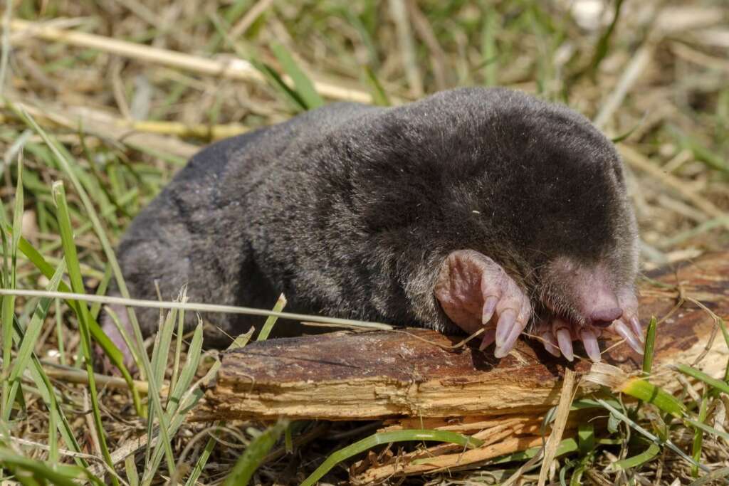 Mole Catcher Seattle - Say Goodbye to Moles With Seattle’s Top Mole Removal Service