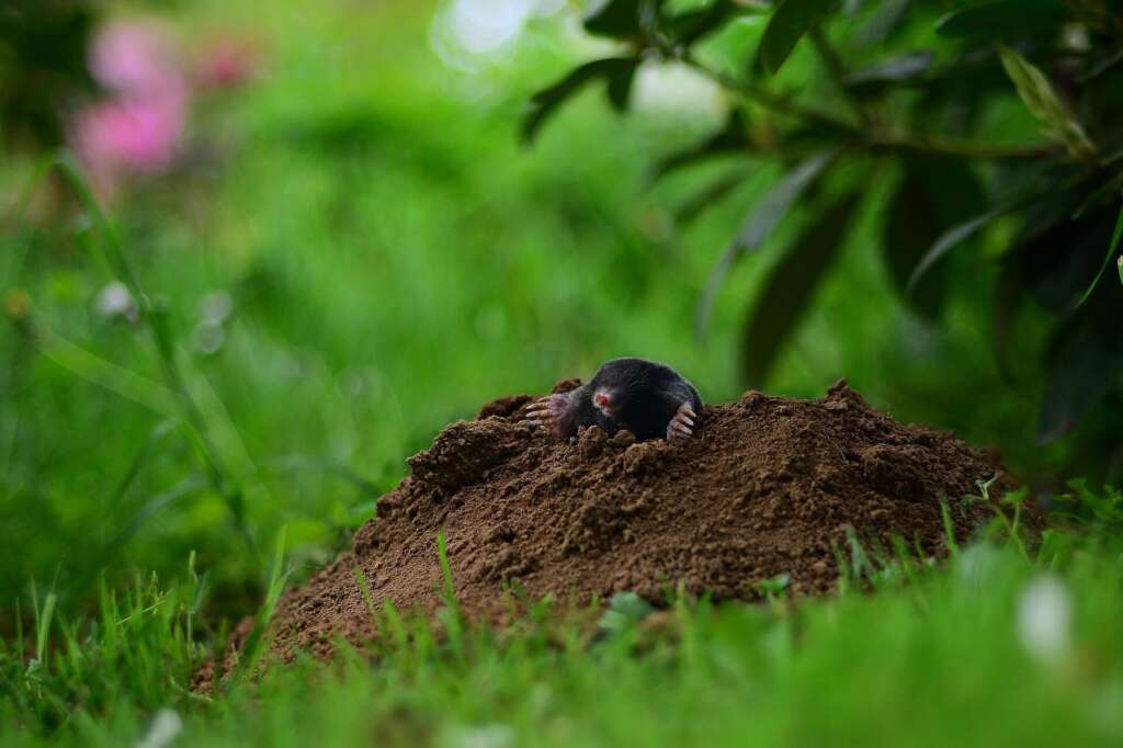 MOLE CONTROL KIRKLAND