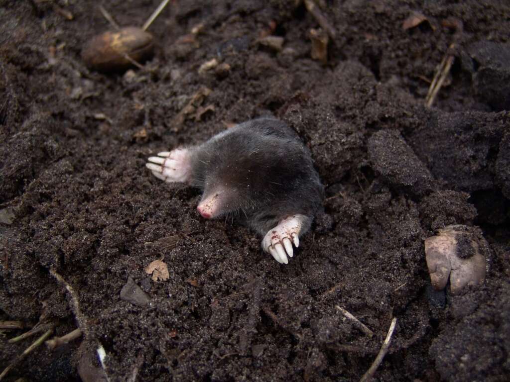 MOLE-CONTROL-REDMOND