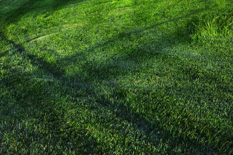 moles in yard in issaquah