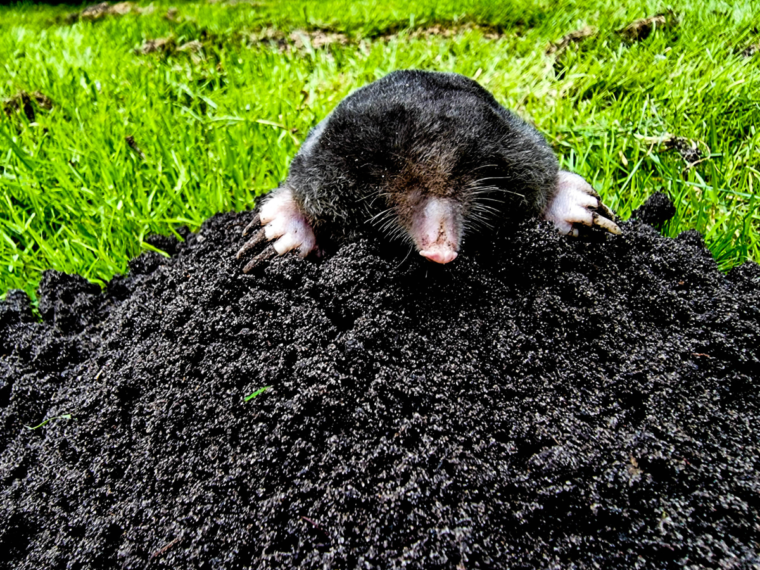 Mole Control Buckley | Yard Mole Removal Buckley | Mole Control Service