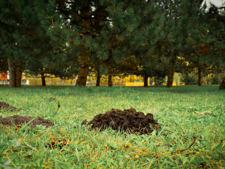 Mole Control Burien