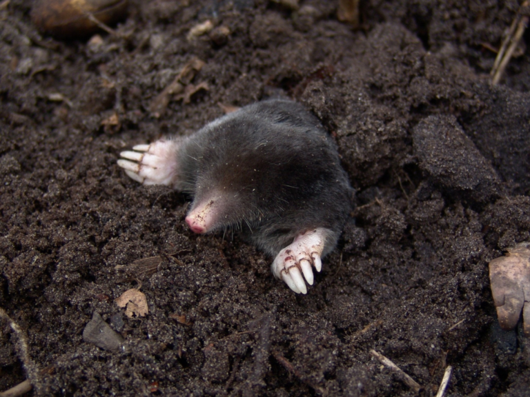 Mole in Yard Burien