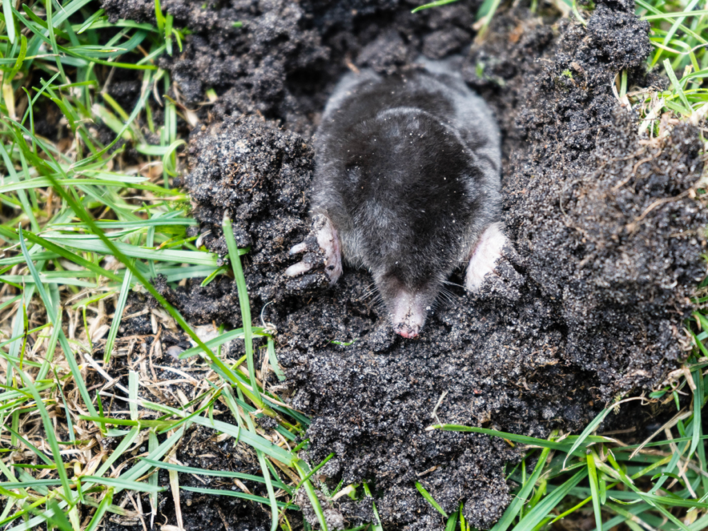 Mole Control Newcastle | Yard Mole Removal Newcastle | Mole Control