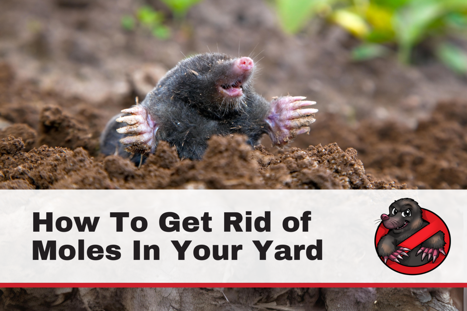 How To Get Rid of Moles In Your Yard - Got-Moles