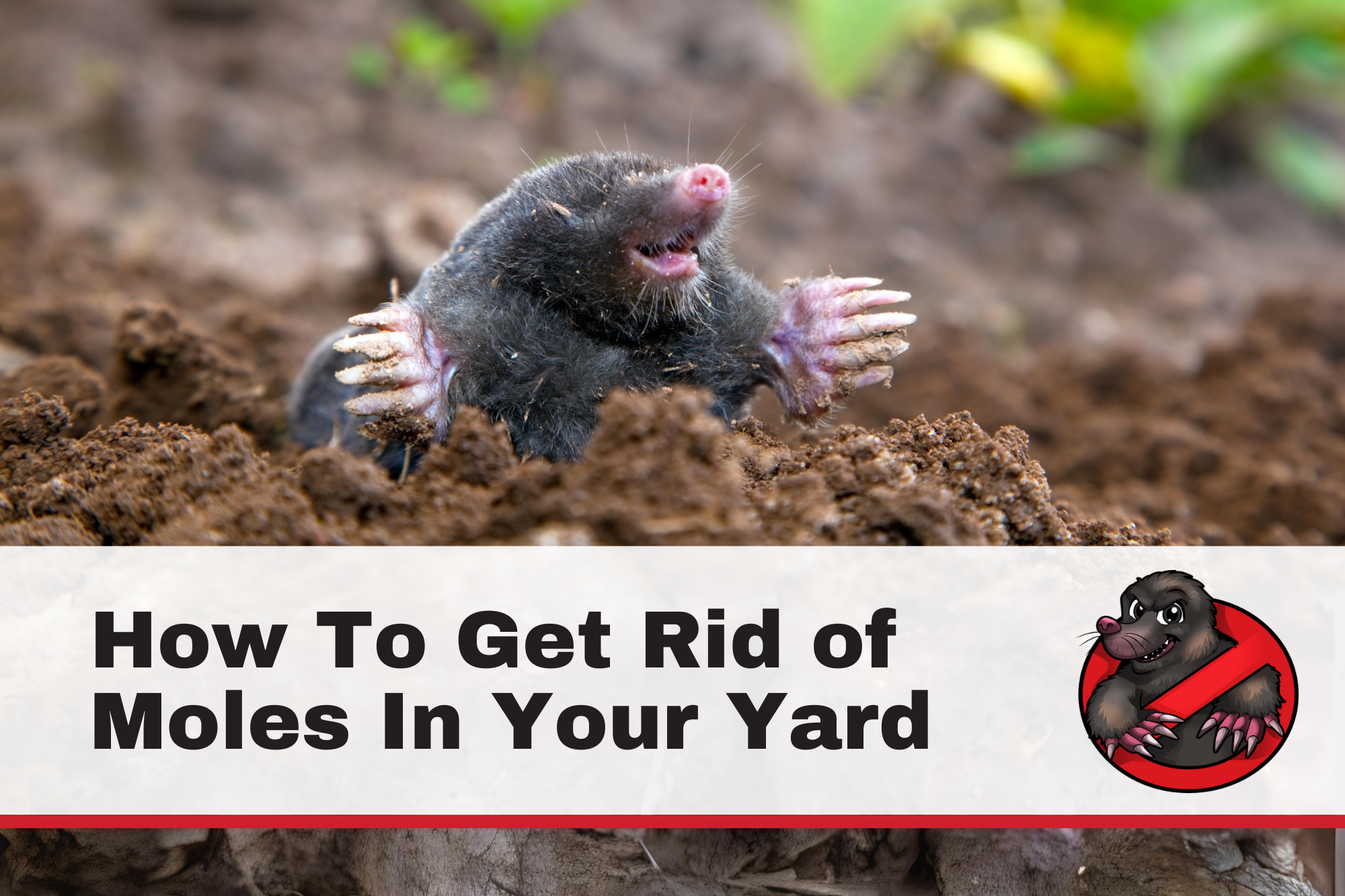 How To Get Rid of Moles In Your Yard