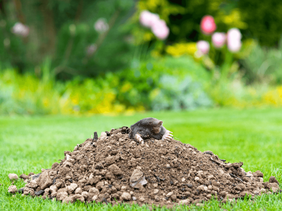 Mole Control University Place