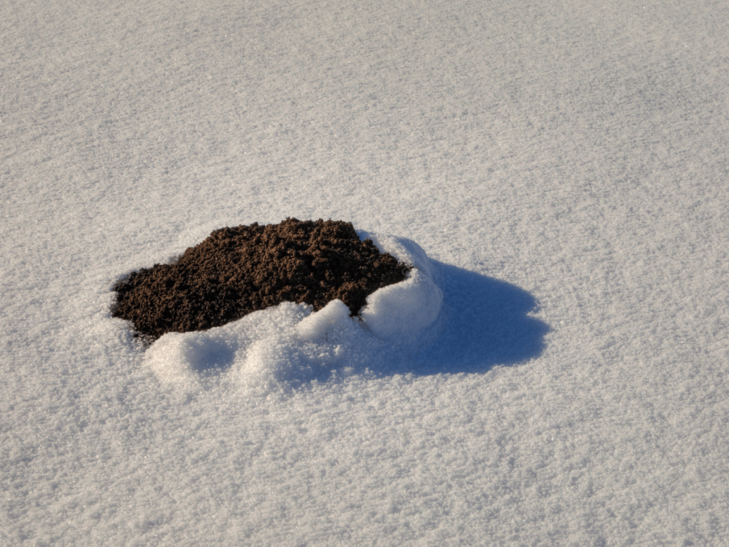 Mole Trapping Puyallup