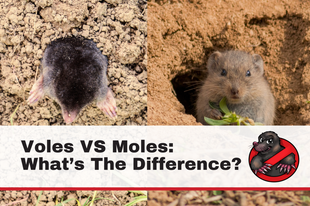 Voles VS Moles