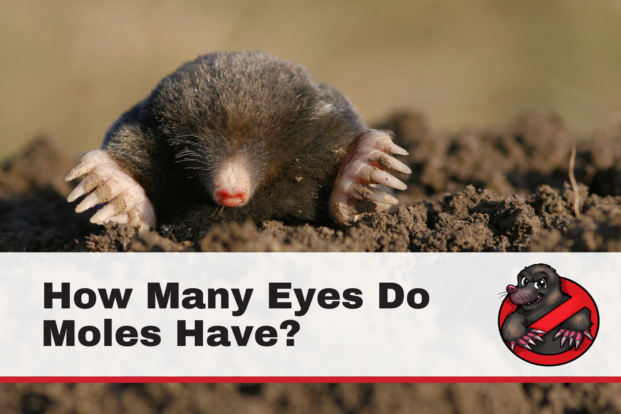 How Many Eyes Do Moles Have? GotMoles