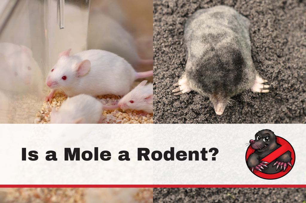 is a mole a rodent