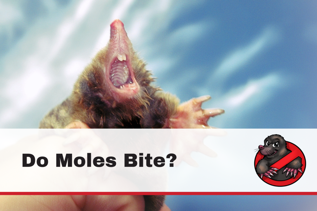 do moles bite