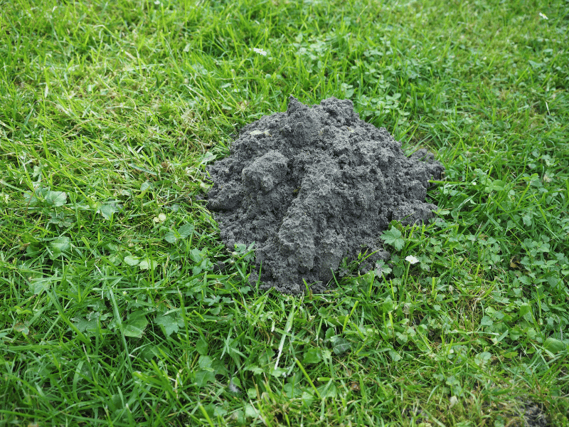 mole control yelm