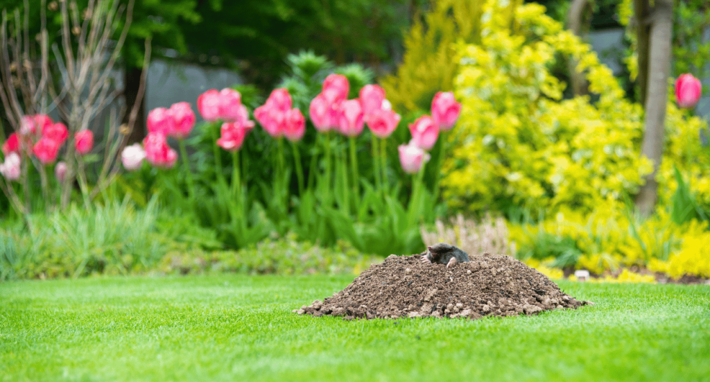 mole control black diamond