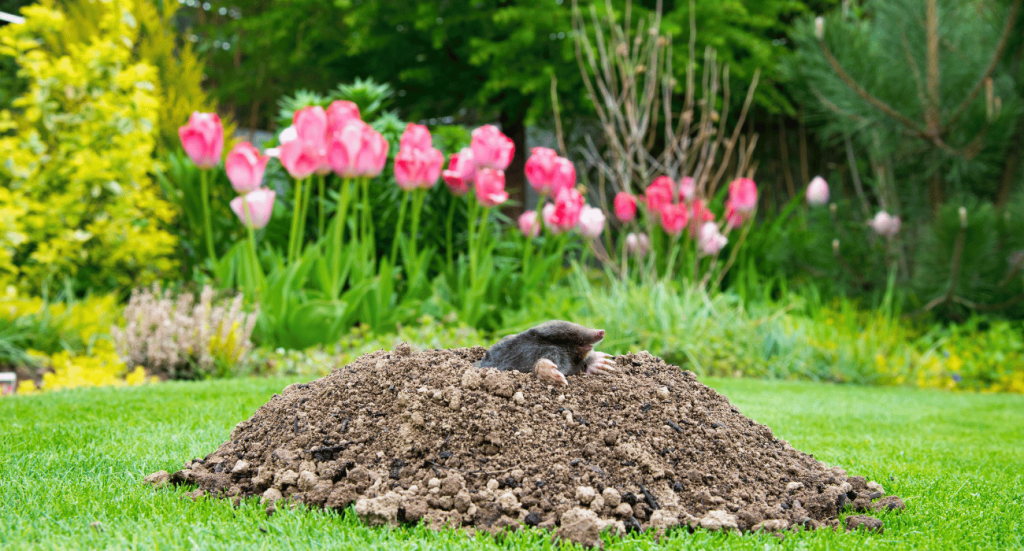mole control seatac