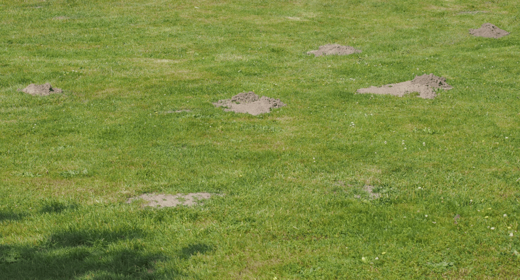 mole control seatac