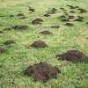 What Attracts Moles to Your Yard?