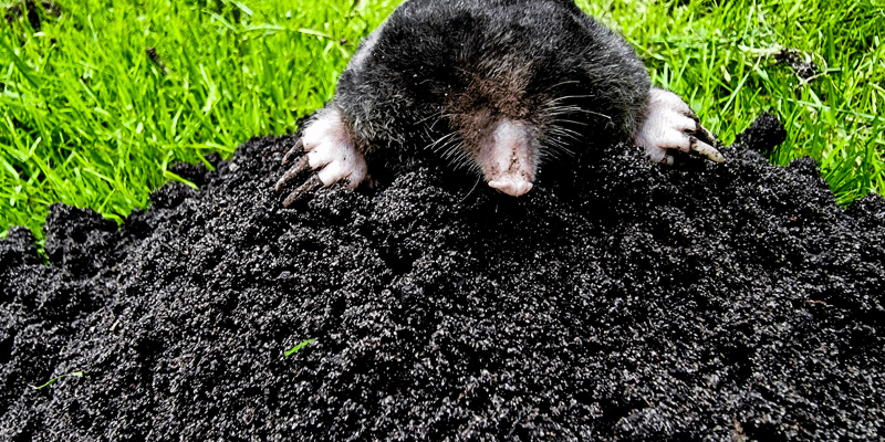 mole control