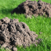 What Species of Moles Live in Washington State?