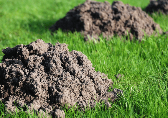mole trapping