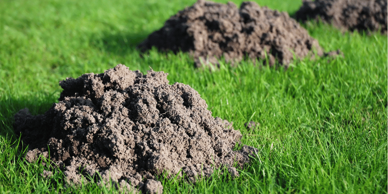 mole trapping