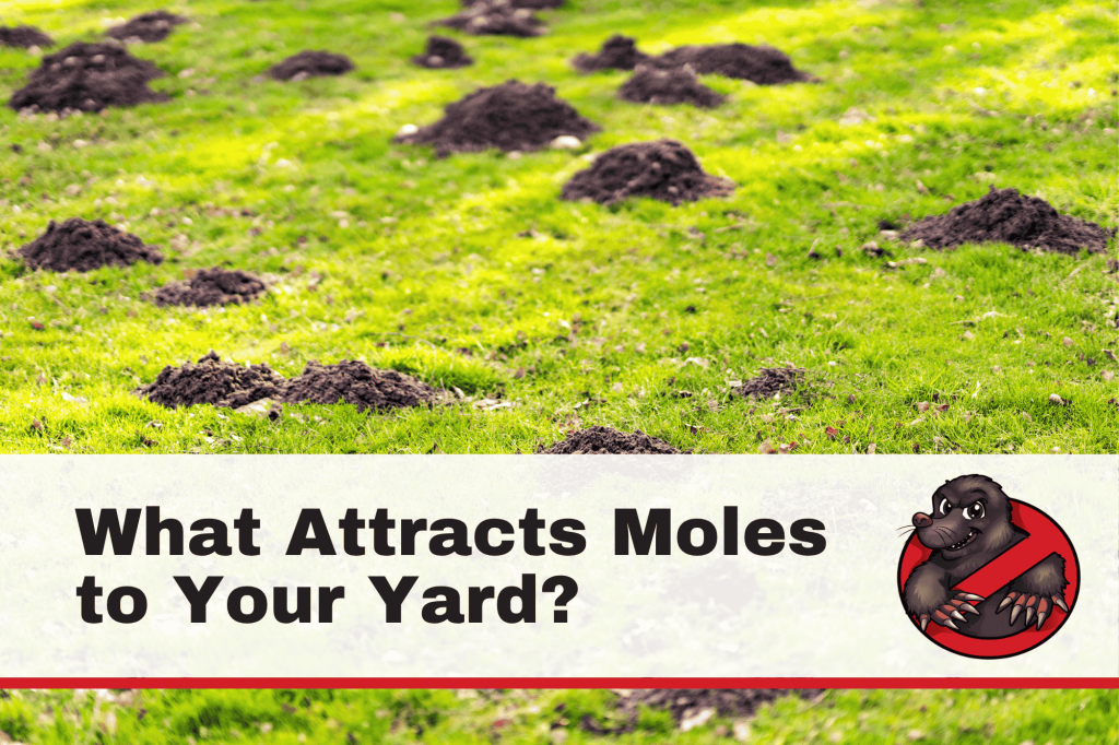 What Attracts Moles to Your Yard