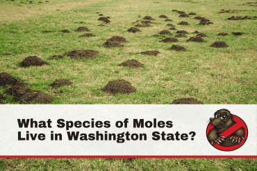 What Species of Moles Live in Washington State