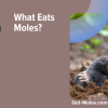 What Eats Moles?