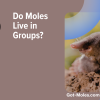 Do Moles Live in Groups?