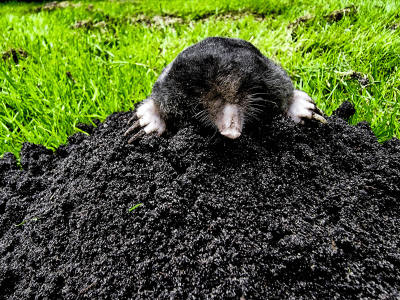 mole control yelm